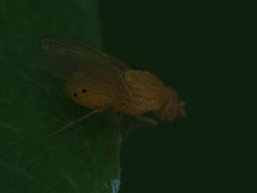 Sapromyzosoma laevatrispina